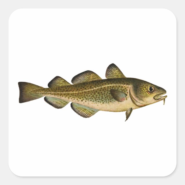 Atlantic Cod Square Sticker (Front)