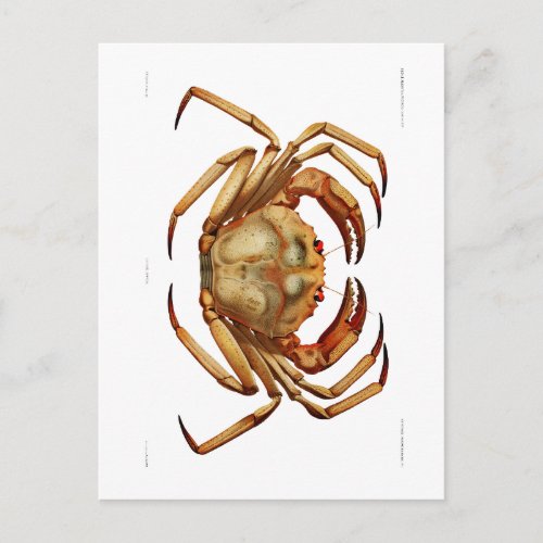 ATLANTIC DEEP SEA CRAB SEALIFE POSTCARD