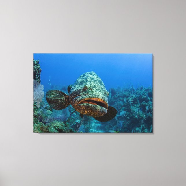 Atlantic Goliath Grouper Canvas Print (Front)