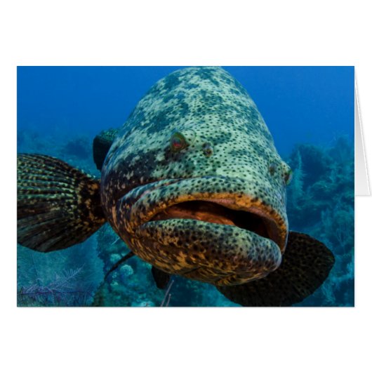 Atlantic Goliath Grouper Cards (Front Horizontal)