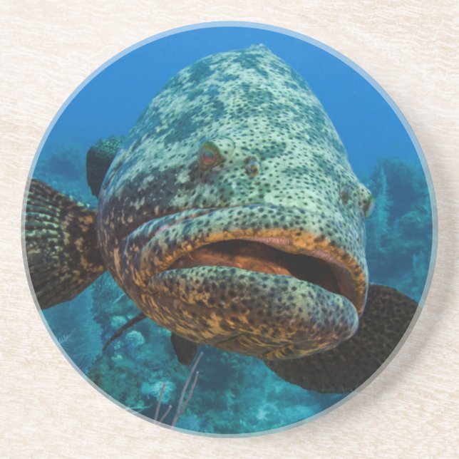 Atlantic Goliath Grouper Drink Coaster (Front)