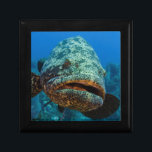 Atlantic Goliath Grouper Keepsake Box<br><div class="desc">Pete Oxford / DanitaDelimont.com | Caribbean,  Cuba | Atlantic Goliath Grouper (Epinephelus itajara) Jardines de la Reina National Park,  Cuba,  Caribbean</div>