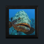 Atlantic Goliath Grouper Keepsake Box<br><div class="desc">Pete Oxford / DanitaDelimont.com | Caribbean,  Cuba | Atlantic Goliath Grouper (Epinephelus itajara) Jardines de la Reina National Park,  Cuba,  Caribbean</div>