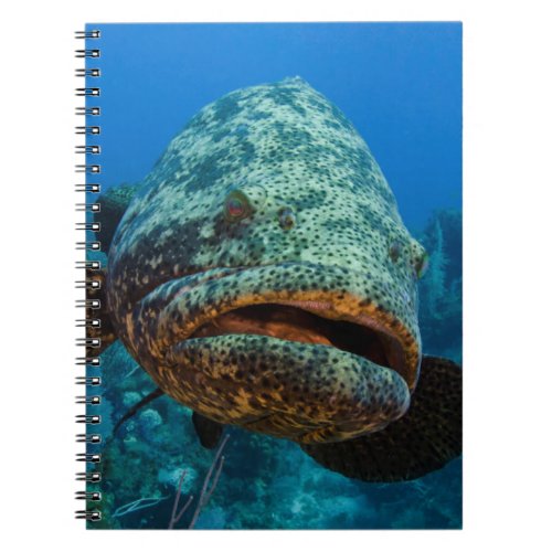 Atlantic Goliath Grouper Notebook