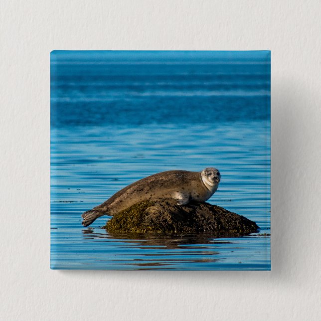 Atlantic Harbor Seal Button (Front)