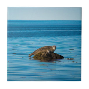Atlantic Harbor Seal Ceramic Tile