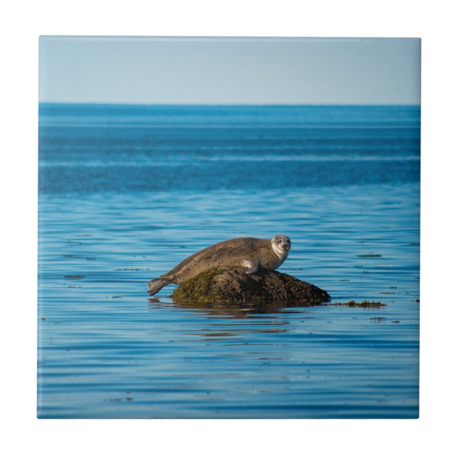 Atlantic Harbor Seal Ceramic Tile (Front)