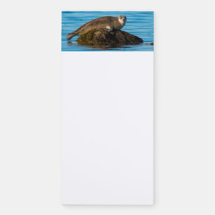 Atlantic Harbor Seal Magnetic Notepad