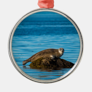 Atlantic Harbor Seal Metal Ornament
