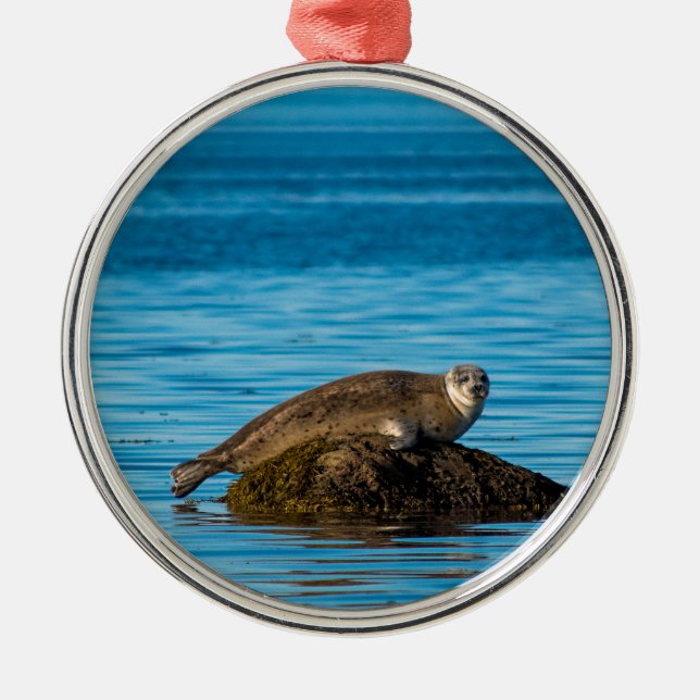 Atlantic Harbor Seal Metal Ornament (Front)