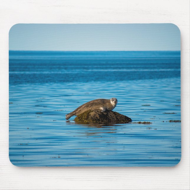 Atlantic Harbor Seal Mouse Pad (Front)