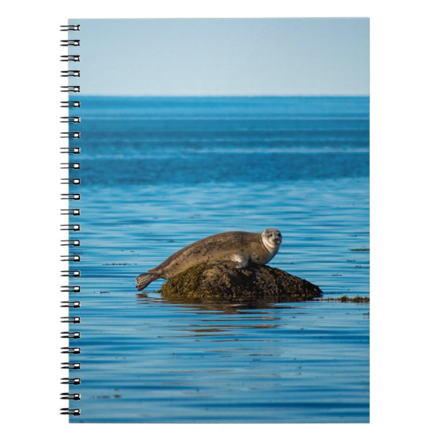 Atlantic Harbor Seal Notebook (Front)