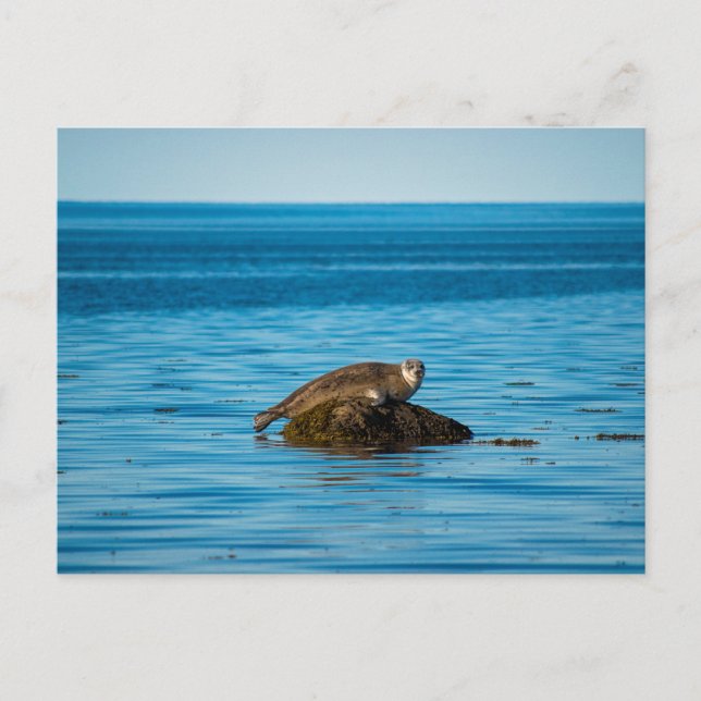Atlantic Harbor Seal Postcard (Front)