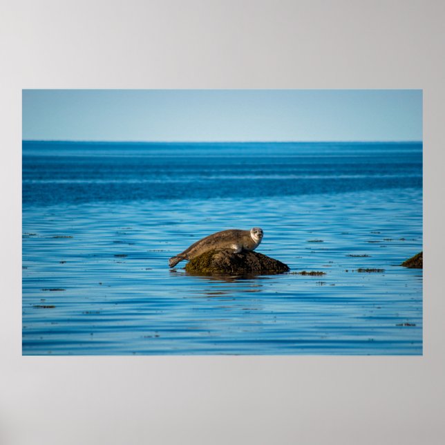 Atlantic Harbor Seal Poster (Front)