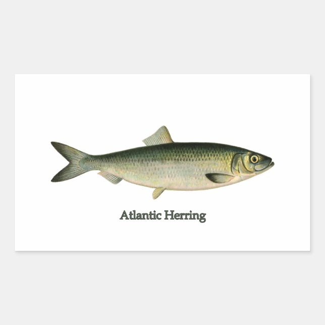 Atlantic Herring Rectangular Sticker (Front)
