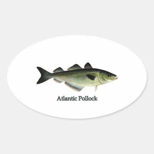 Atlantic Pollock Oval Sticker