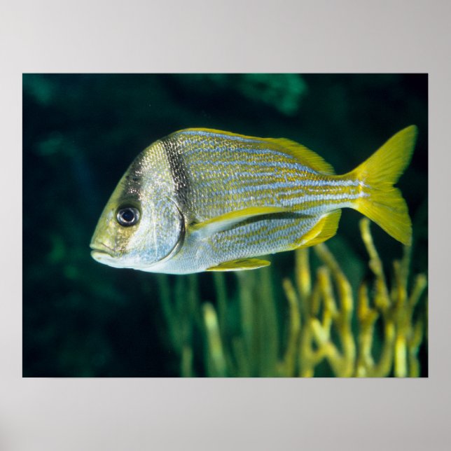 Atlantic Porkfish Portrait Poster (Front)
