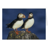 Atlantic Puffin (Front Horizontal)