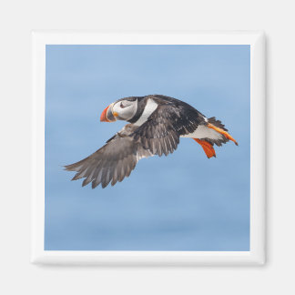 Atlantic Puffin 2x2 magnet