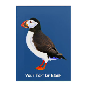 Atlantic Puffin Acrylic Print
