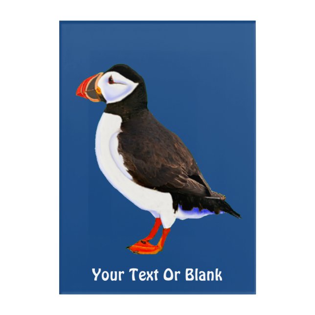 Atlantic Puffin Acrylic Print (Front)
