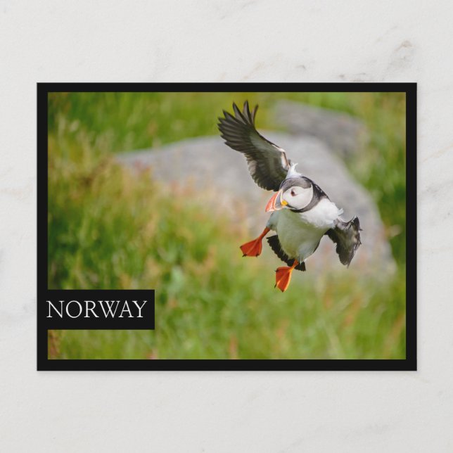 Atlantic Puffin bird flying black edge postcard (Front)