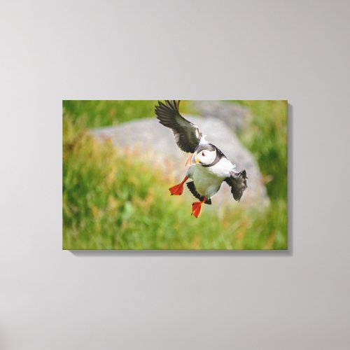 Atlantic Puffin bird flying canvas print