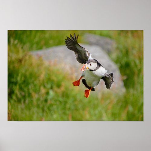 Atlantic Puffin bird flying poster