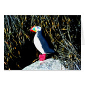 Atlantic puffin card (Front Horizontal)
