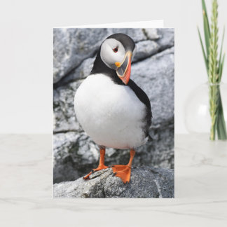 Atlantic Puffin Card