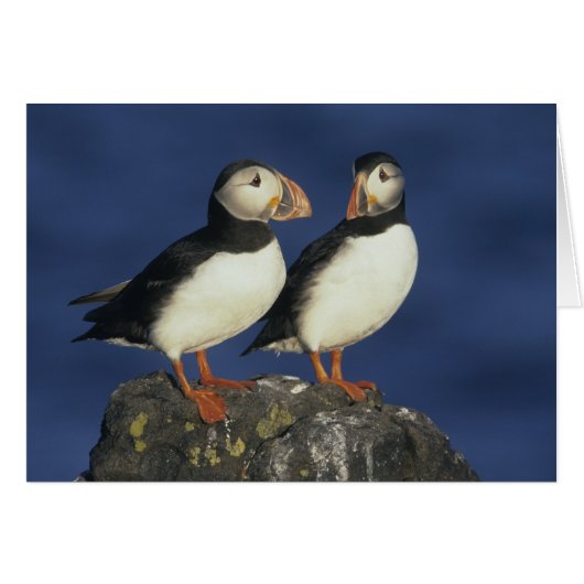 Atlantic Puffin Cards (Front Horizontal)