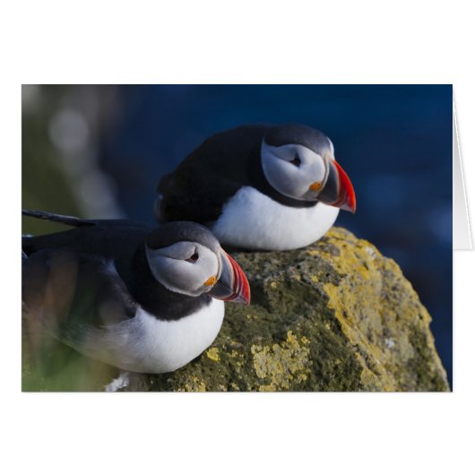 Atlantic Puffin Cards (Front Horizontal)