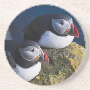 Atlantic Puffin Drink Coaster