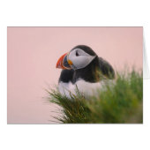 Atlantic Puffin (Fratercula arctica) (Front Horizontal)