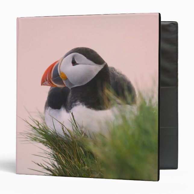 Atlantic Puffin (Fratercula arctica) 3 Ring Binder (Front/Inside)