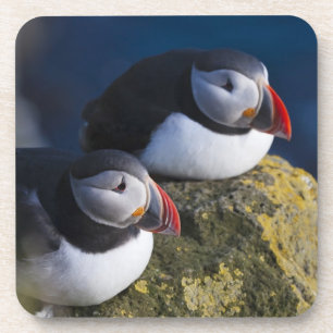Atlantic Puffin (Fratercula arctica) 7 Beverage Coaster