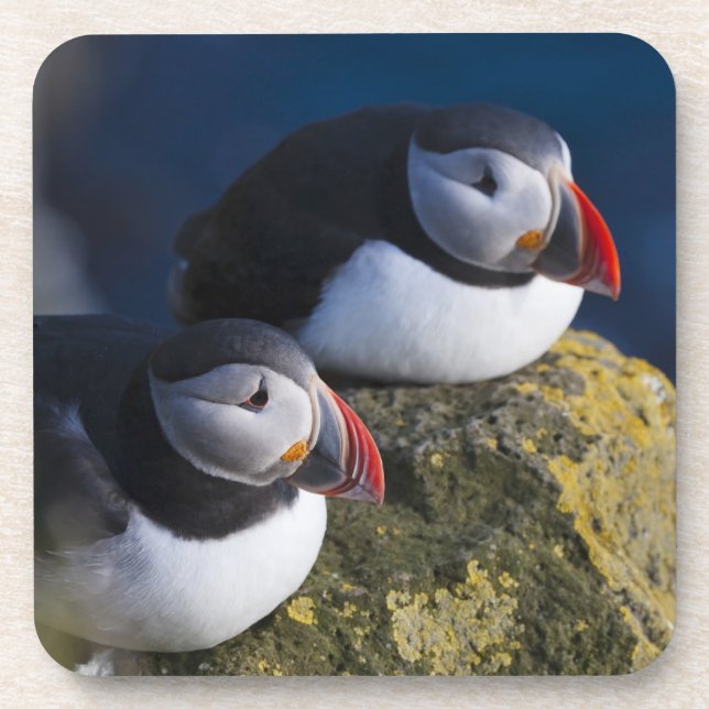 Atlantic Puffin (Fratercula arctica) 7 Beverage Coaster (Front)
