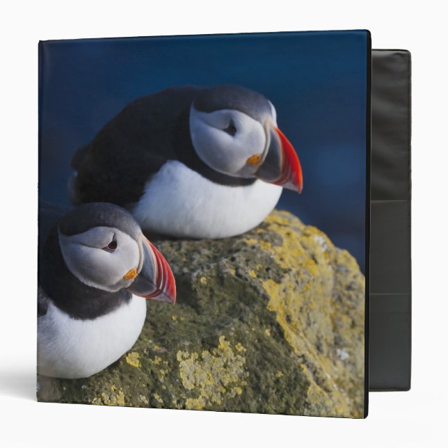 Atlantic Puffin (Fratercula arctica) 7 Binder (Front/Inside)