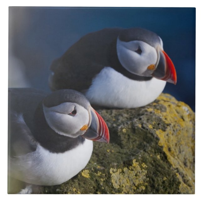Atlantic Puffin (Fratercula arctica) 7 Ceramic Tile (Front)
