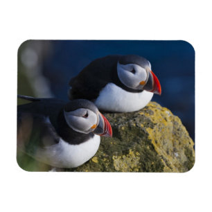 Atlantic Puffin (Fratercula arctica) 7 Magnet