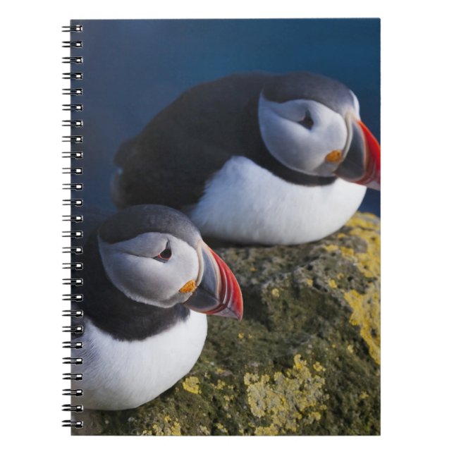 Atlantic Puffin (Fratercula arctica) 7 Notebook (Front)