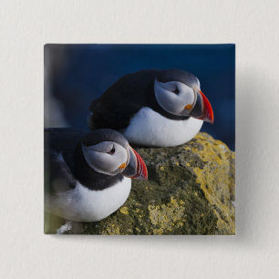 Atlantic Puffin (Fratercula arctica) 7 Pinback Button