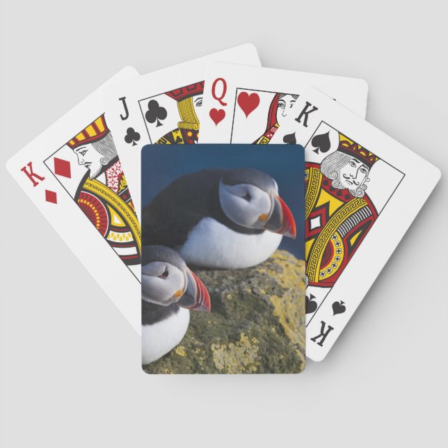 Atlantic Puffin (Fratercula arctica) 7 Poker Cards (Back)