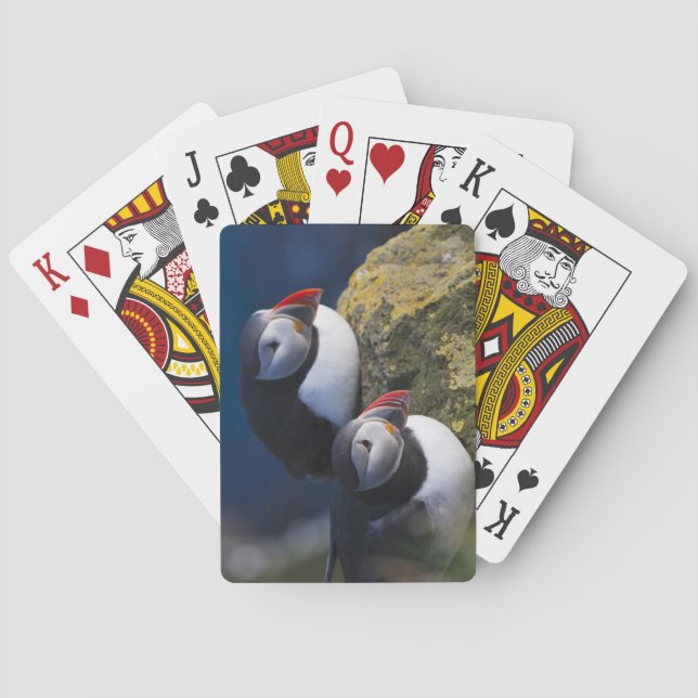 Atlantic Puffin (Fratercula arctica) 7 Poker Cards (Back)