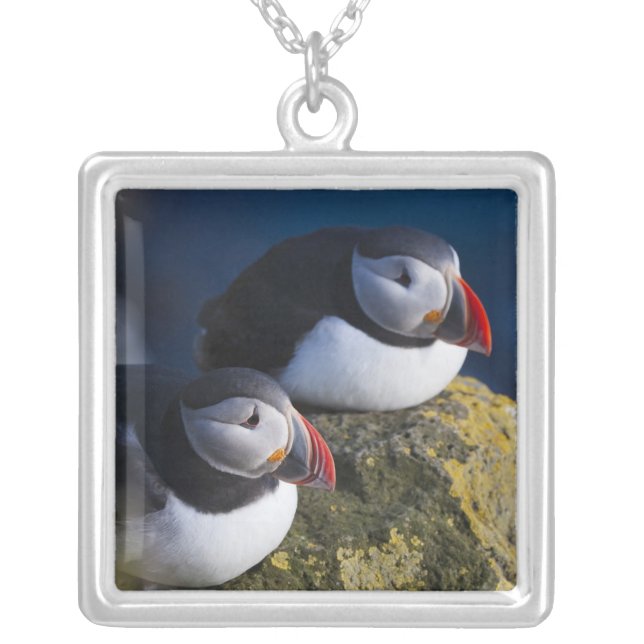 Atlantic Puffin (Fratercula arctica) 7 Silver Plated Necklace (Front)