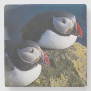 Atlantic Puffin (Fratercula arctica) 7 Stone Coaster
