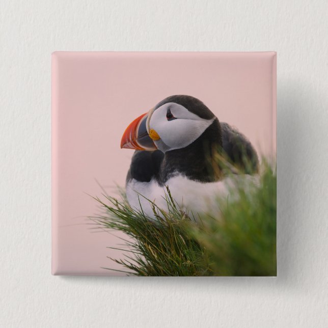Atlantic Puffin (Fratercula arctica) Button (Front)