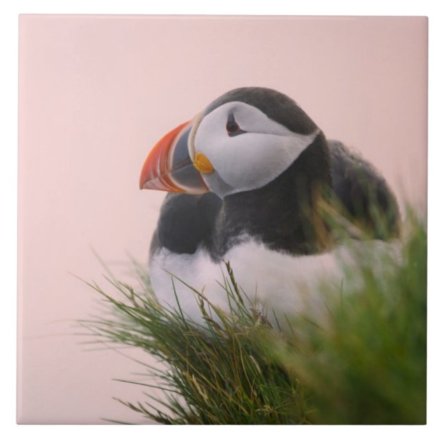 Atlantic Puffin (Fratercula arctica) Ceramic Tile (Front)