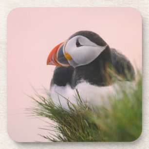 Atlantic Puffin (Fratercula arctica) Coaster