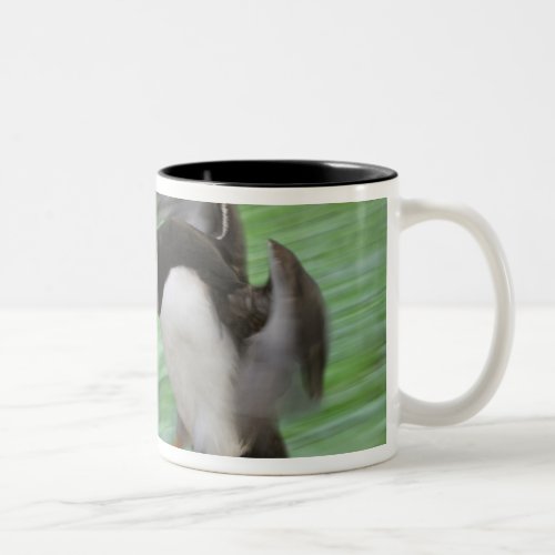 Atlantic Puffin Fratercula arctica flying Two_Tone Coffee Mug